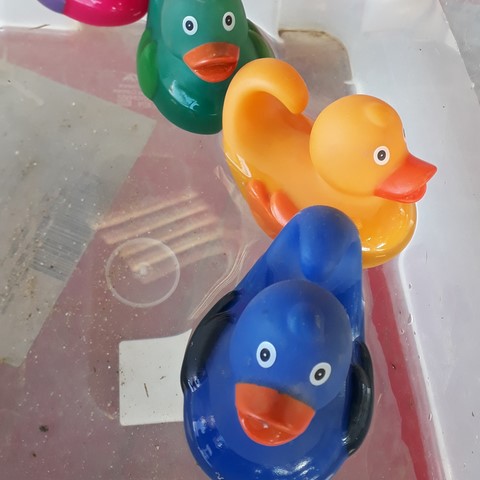 pêche aux canards